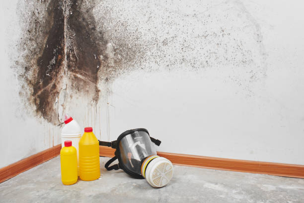 Best Mold Remediation for Specific Building Types in Johnson City, KS