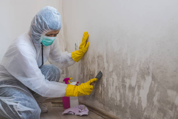 Best Preventive Mold Services in Johnson City, KS