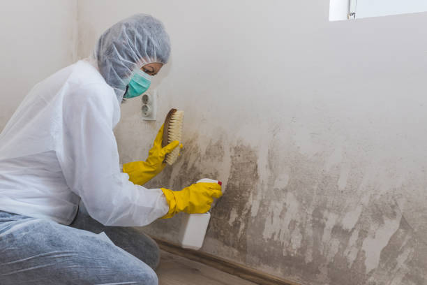 Best Residential Mold Remediation in Johnson City, KS