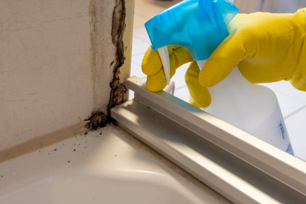  Johnson City, KS Mold Removal Pros