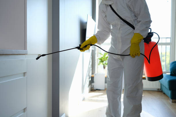 Best DIY Mold Remediation Support Services in Johnson City, KS