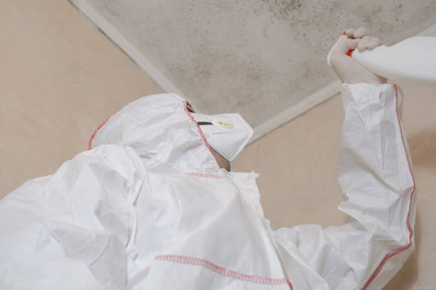 Best Insurance-Related Mold Remediation in Johnson City, KS
