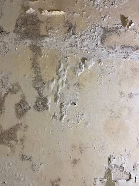 Best Preventive Mold Services in Johnson City, KS
