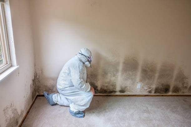 Best Basement Mold Remediation in Johnson City, KS