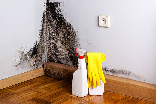 Best Commercial Mold Remediation in Johnson City, KS