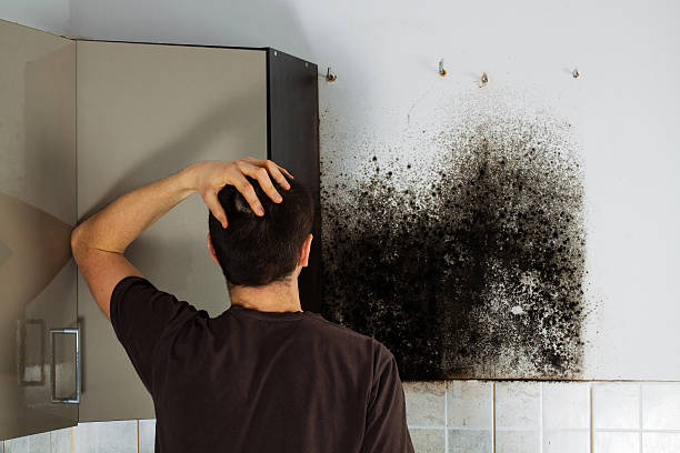 Best Industrial Mold Remediation in Johnson City, KS